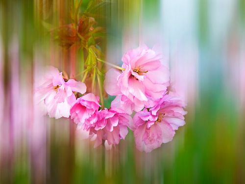 Japanese clove cherry - Prunus serrulata Kanzan