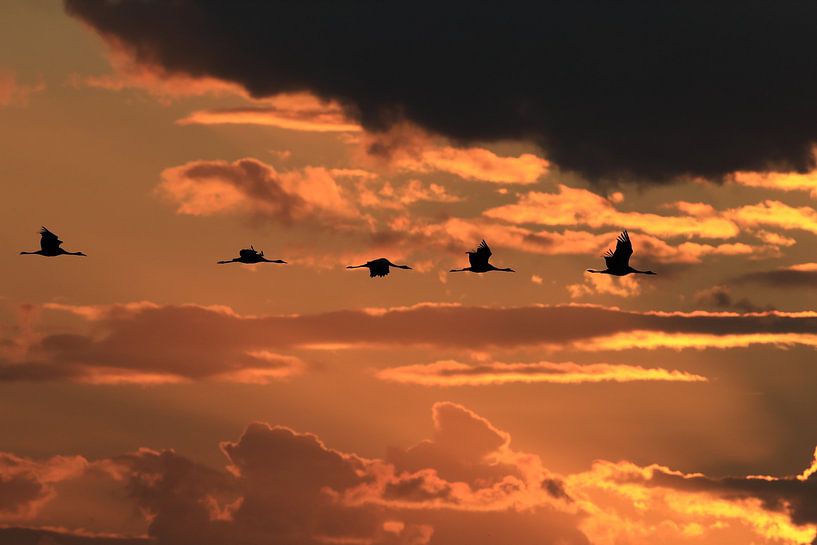 Cranes in the sunset Zingst Baltic Sea Germany by Frank Fichtmüller