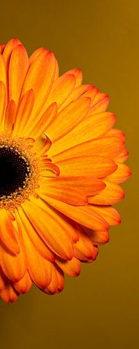 Vrolijke verticale panorama van een halve  gele-oranje Gerbera