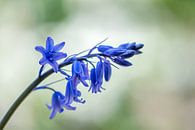 Blue bells wilde hyacint van John van de Gazelle fotografie thumbnail