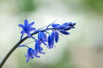 Blue bells wilde hyacint van John van de Gazelle