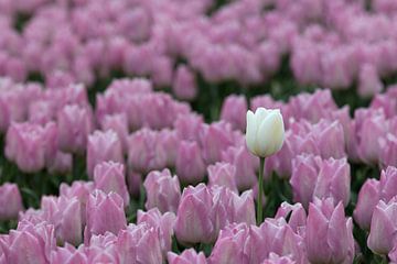 een witte tulp tussen roze tulpen van W J Kok