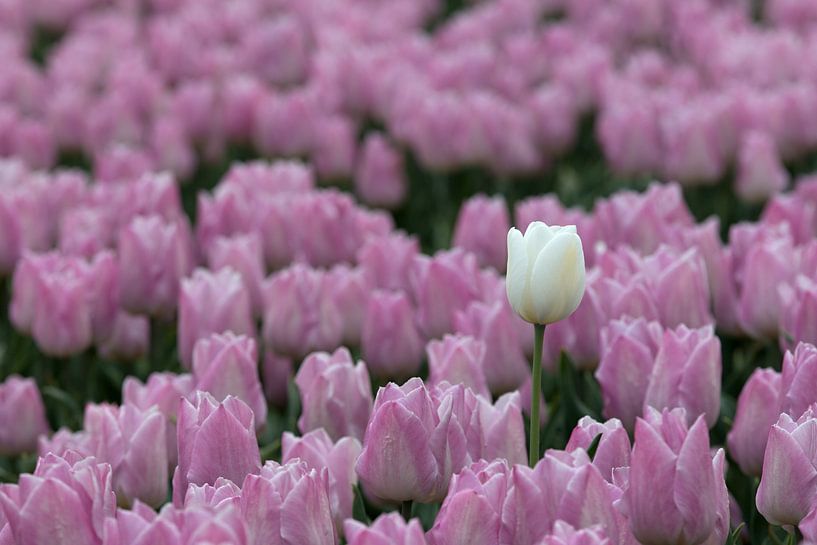 a white tulip among pink tulips by W J Kok
