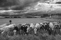Finches in pasture