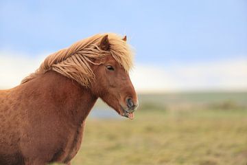 IJslands paard in een weide van Frank Fichtmüller