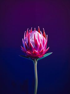 Protea-Blütenporträt