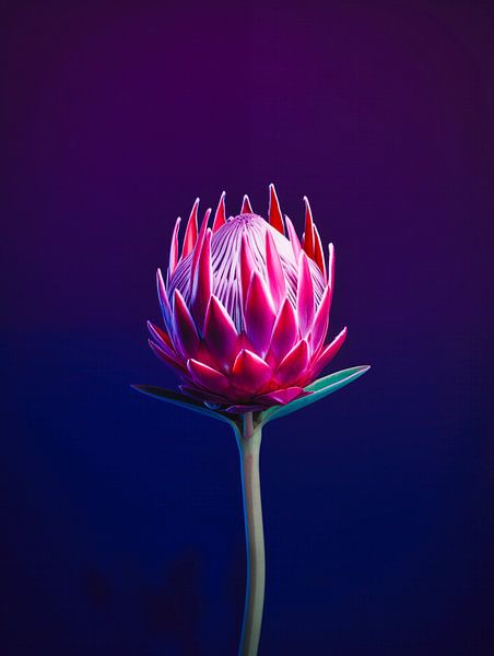 Protea Flower Portrait by Virgil Quinn - Decorative Arts