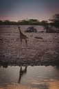 Giraffe in Etosha National Park in Namibia, Africa by Patrick Groß thumbnail