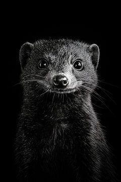 Mongoose by Poster Art Shop