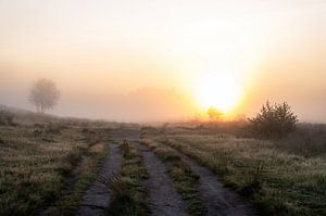 Rozendaal-Feld Teil 7