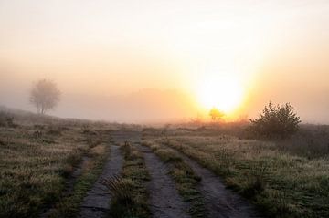 Rozendaal field part 7 by Tania Perneel