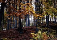 Autumn forest by Roswitha Lorz thumbnail