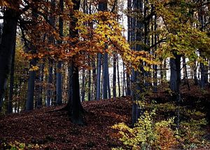 Autumn forest sur Roswitha Lorz