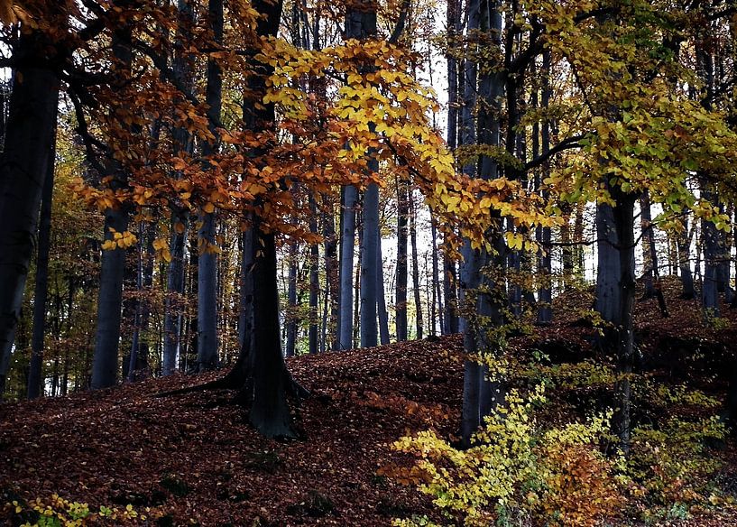 Autumn forest van Roswitha Lorz