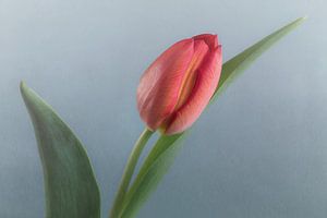 Rote Tulpe