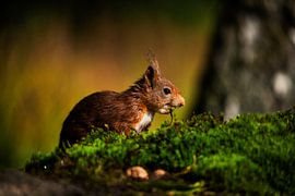 Squirrel in the moss by Bas Tieltjes