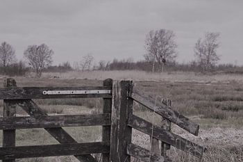 Brandemeer bij Tjonger