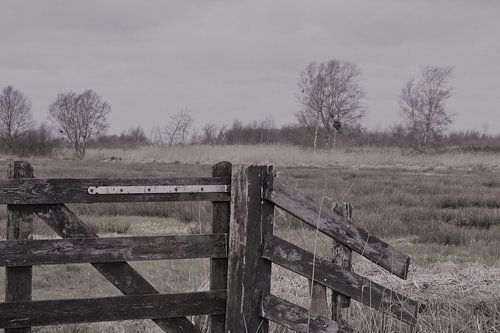 Brandemeer bij Tjonger