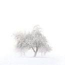 Bäume im Winter by Jana Behr thumbnail