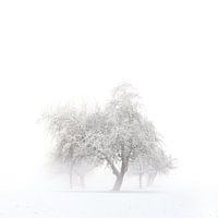 Bäume im Winter