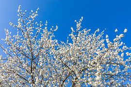 Tree blossom in spring by Werner Dieterich