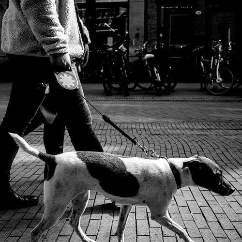 Unterwegs mit dem Hund