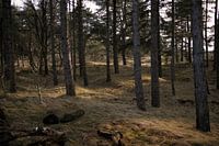 La paix et la tranquillité dans la forêt de pins