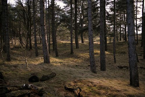 Rust in het Dennenbos