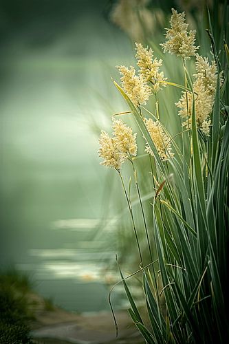Walking through peaceful nature