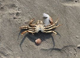 A crab on the beach