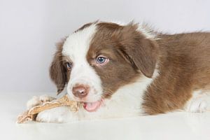 Le chiot border collie mange de la viande séchée.
