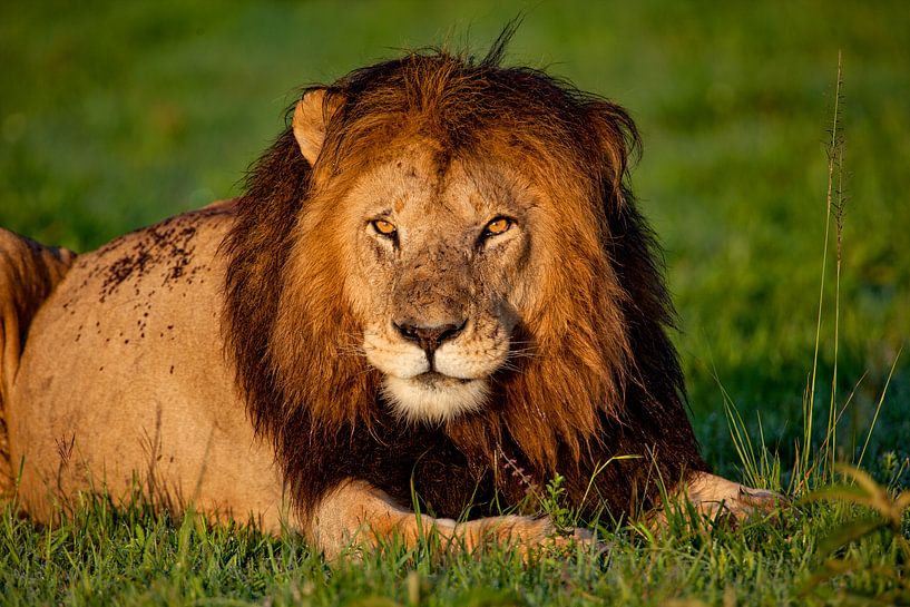 Lying Lion Male by Peter Michel