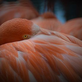 Flamingo  sur Tessa Mulder