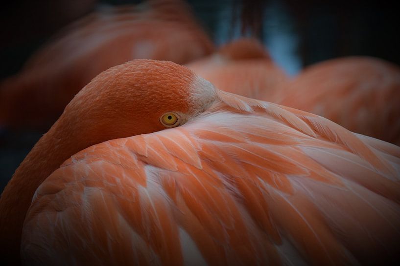 Flamingo  von Tessa Mulder