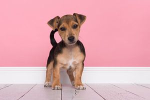 Jack-Russell-Terrier-Welpe
