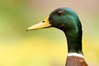 Portrait of a duck