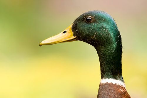 Portret van een eend
