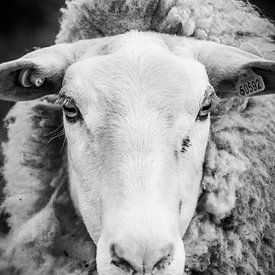 Sheep profile by Christiaan Onrust