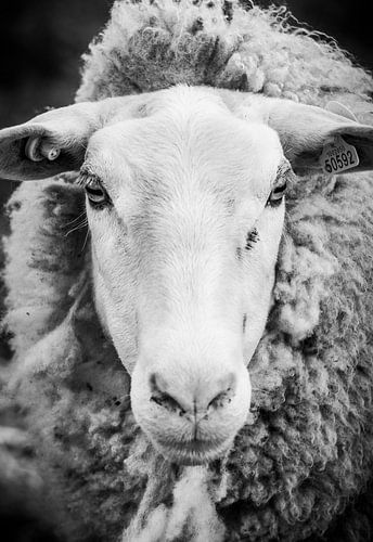 Schaap profiel van Christiaan Onrust