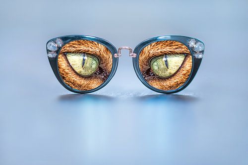 Intrusive looking cat's eyes in sunglasses
