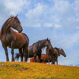 Noriker paarden op de berg van Christa Kramer