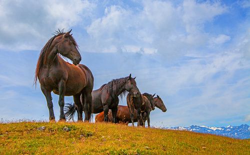 Chevaux noriker en montagne