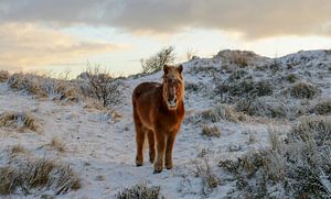 pony in besneeuwde duinen vlieland von hein van houten