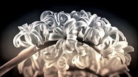 De hyacint (Hyacinthus orientalis)  by Saranda in t Veld Fotografie