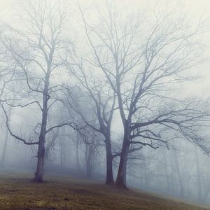 Silhouettes d'arbres dans la brume