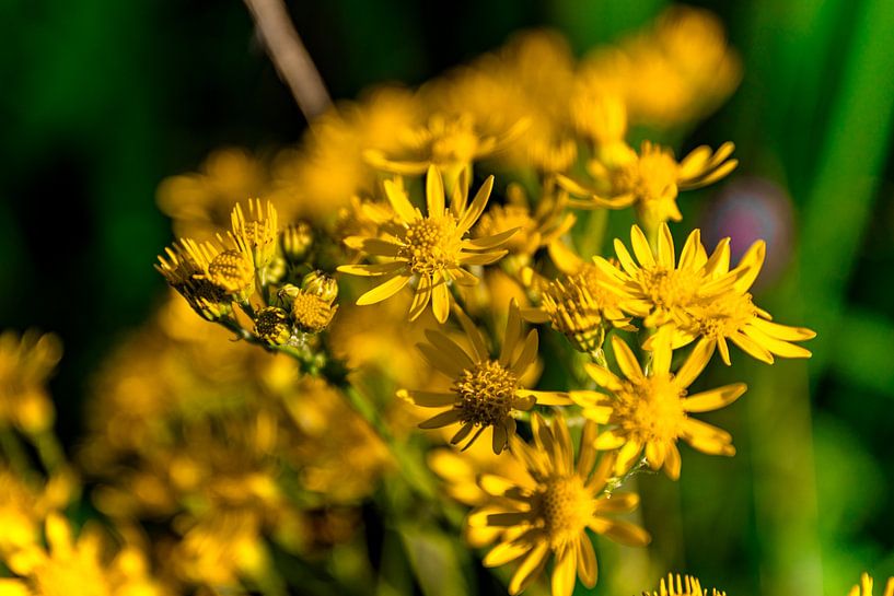 Nature by Youp Lotgerink