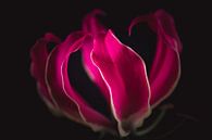 Flame lily flower dark & moody van Sandra Hazes thumbnail