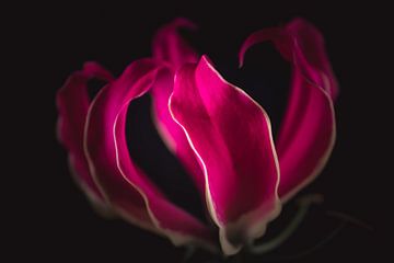 Flame lily flower dark & moody van Sandra Hazes
