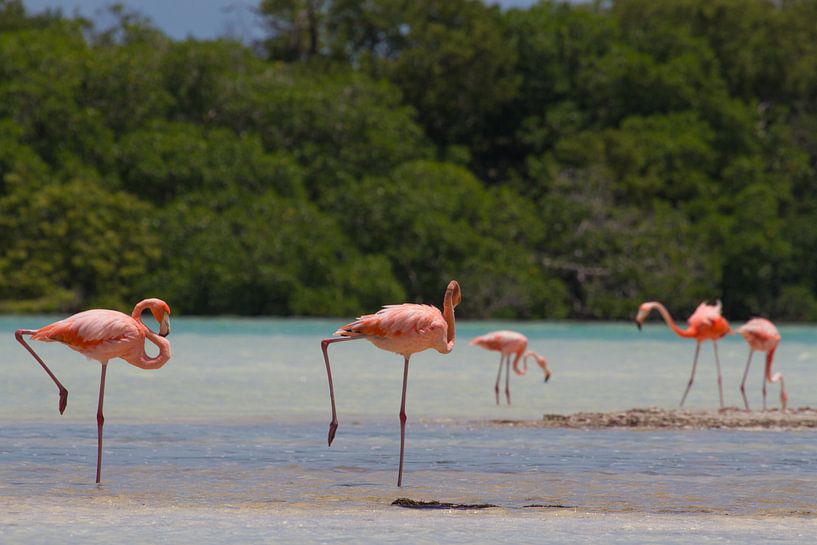 Flamingo’s von Jeroen Meeuwsen