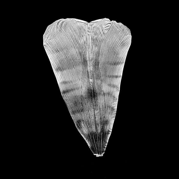 Tulpenblatt von Vers Licht Fotografie